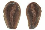 Fossil Acorn Worm (Priapulites) Pos/Neg - Illinois #262587-1